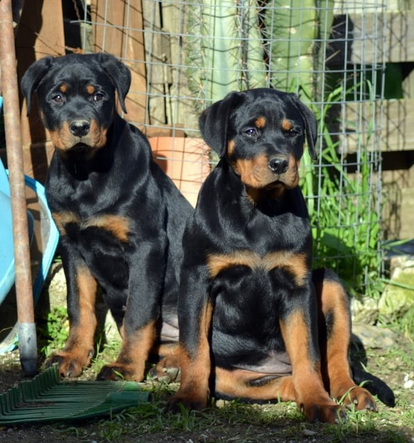 Von Der Engel'riberach - Chiots disponibles - Rottweiler