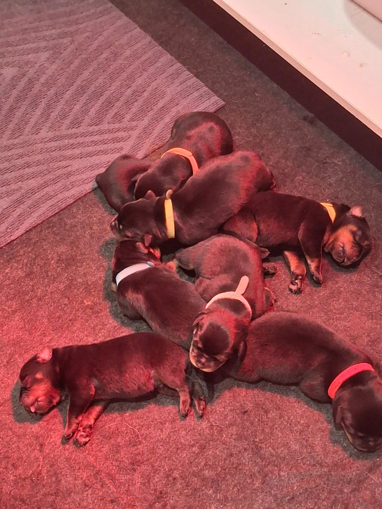 Von Der Engel'riberach - Chiots disponibles - Rottweiler