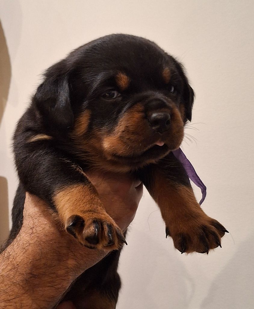 Von Der Engel'riberach - Chiots disponibles - Rottweiler