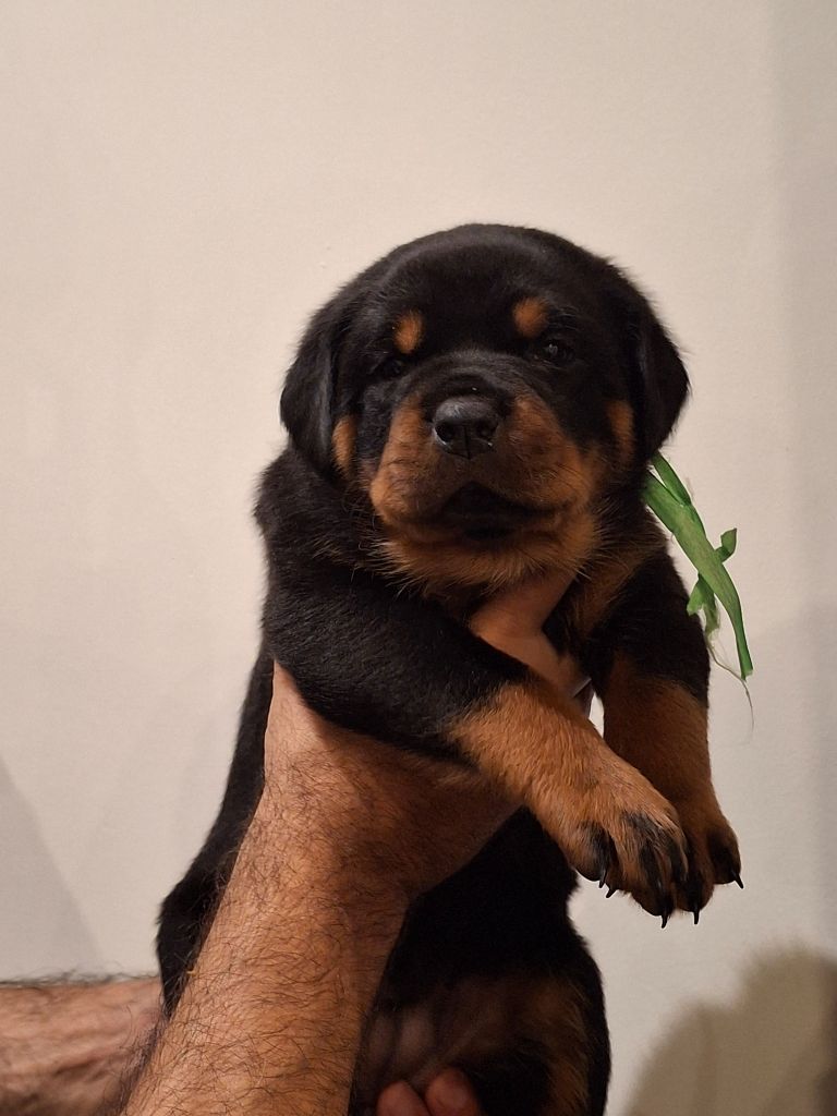 Von Der Engel'riberach - Chiots disponibles - Rottweiler