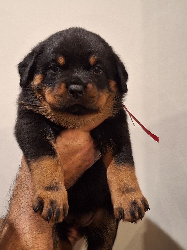 Von Der Engel'riberach - Chiots disponibles - Rottweiler